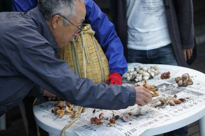 食用キノコの選別