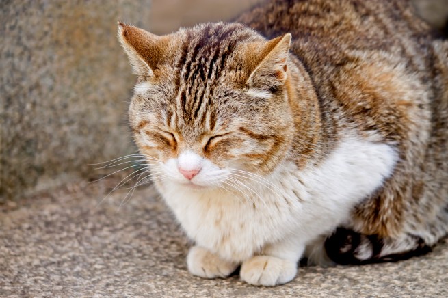 愛くるしさに悶えたい 癒しの動物動画15選 株式会社lig