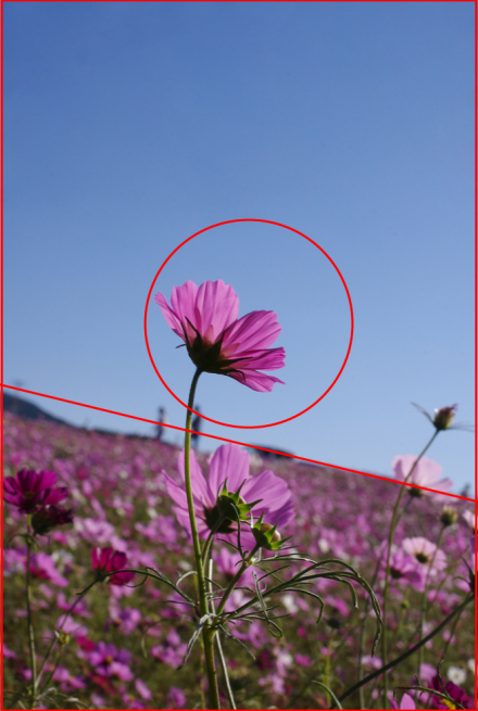 ピンクの花の写真と日の丸構図・対角線構図のイメージを重ねて解説した画像