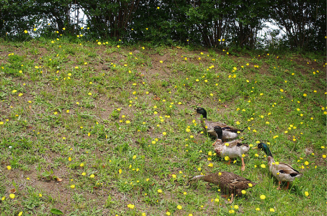 「交点」を利用した写真の例：草原にいるアヒルの群れの写真