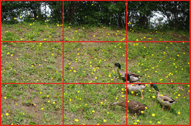 草原にいるアヒルの群れの写真に分割線を入れて解説している画像