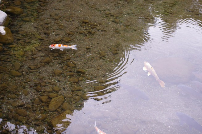 「黄金分割点」を利用した写真の例：池の中の鯉の写真