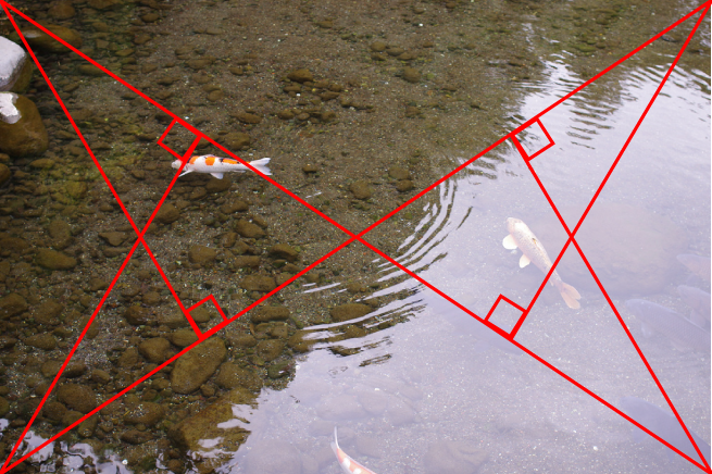 池の中の鯉の写真に「黄金分割点」のイメージを重ねて解説している画像