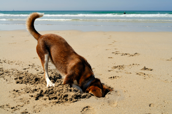 海辺の砂浜で犬が穴を掘っている画像