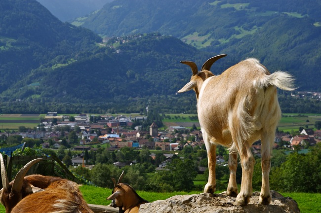 丘の上に立つヤギ