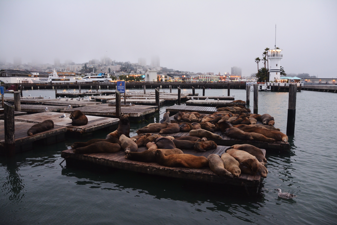 PIER39_3