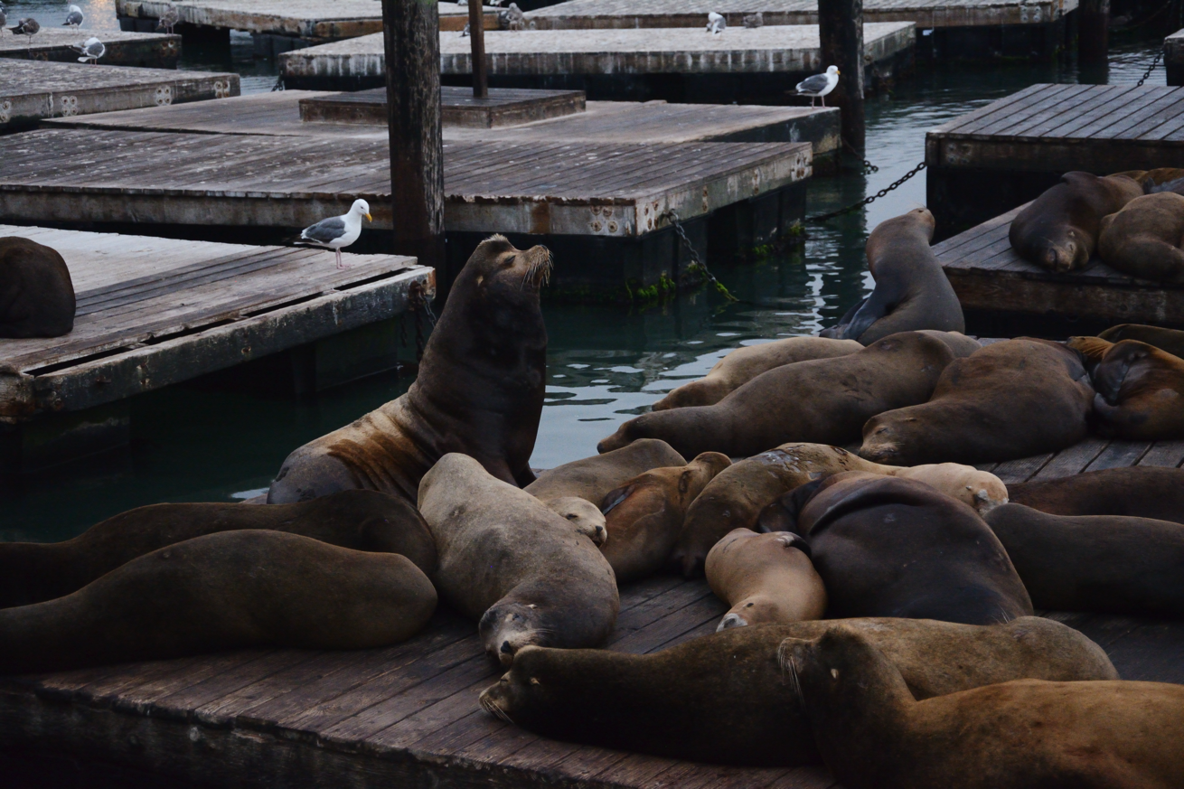 PIER39_4