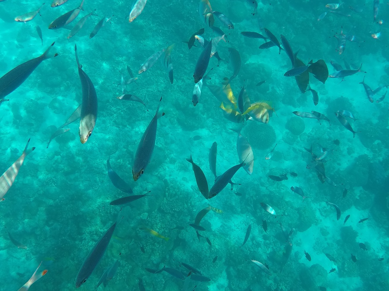 DCIM102GOPROGOPR5556.JPG