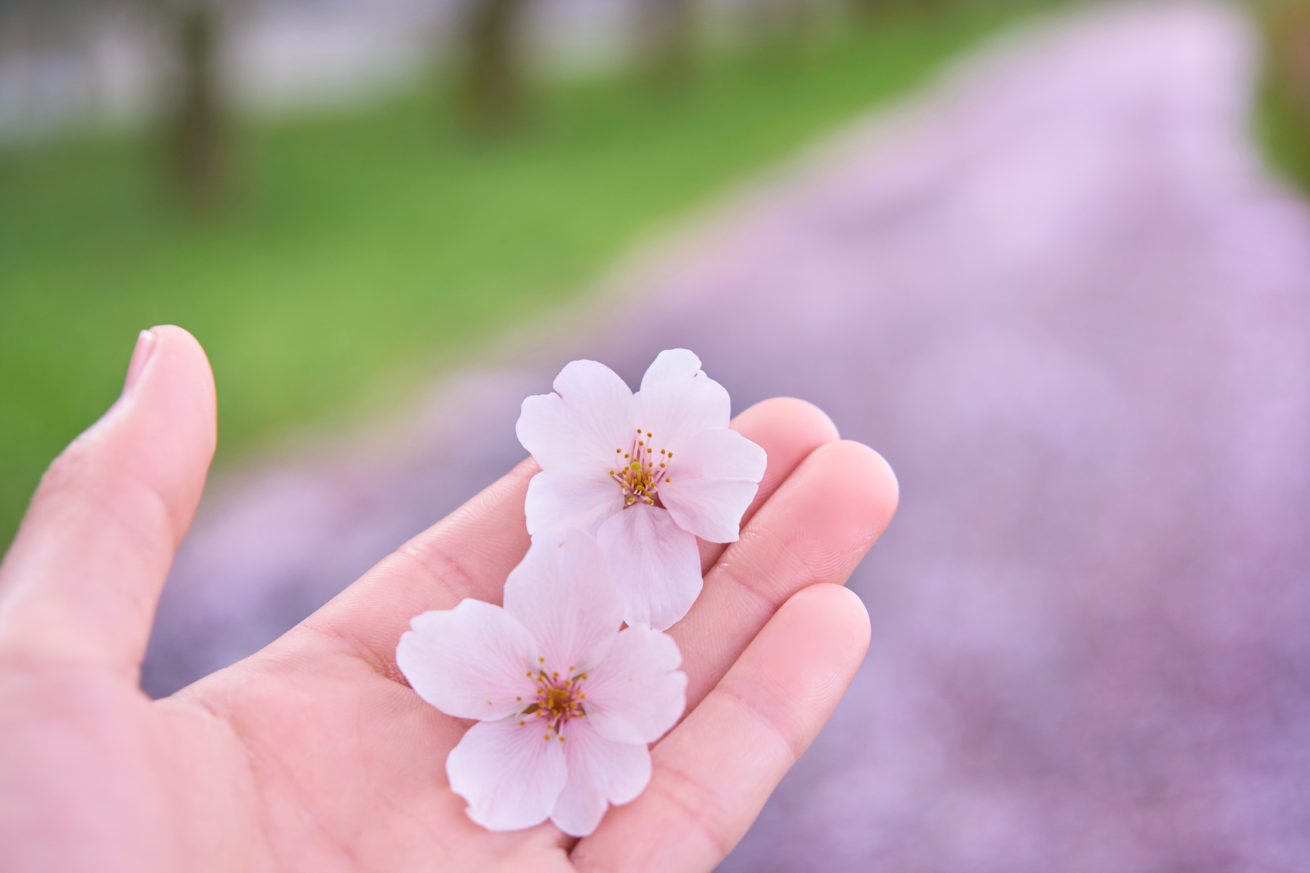 人に言いたくなるような へぇーとなった桜の雑学を10個集めてみた 株式会社lig