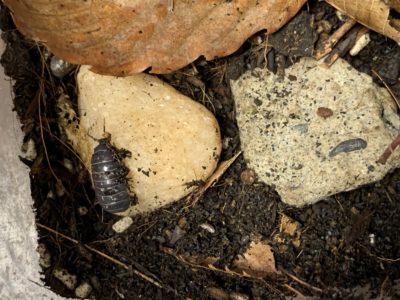 飼育 ダンゴムシ ダンゴムシの飼育に木炭の使用をオススメする３つの理由！！