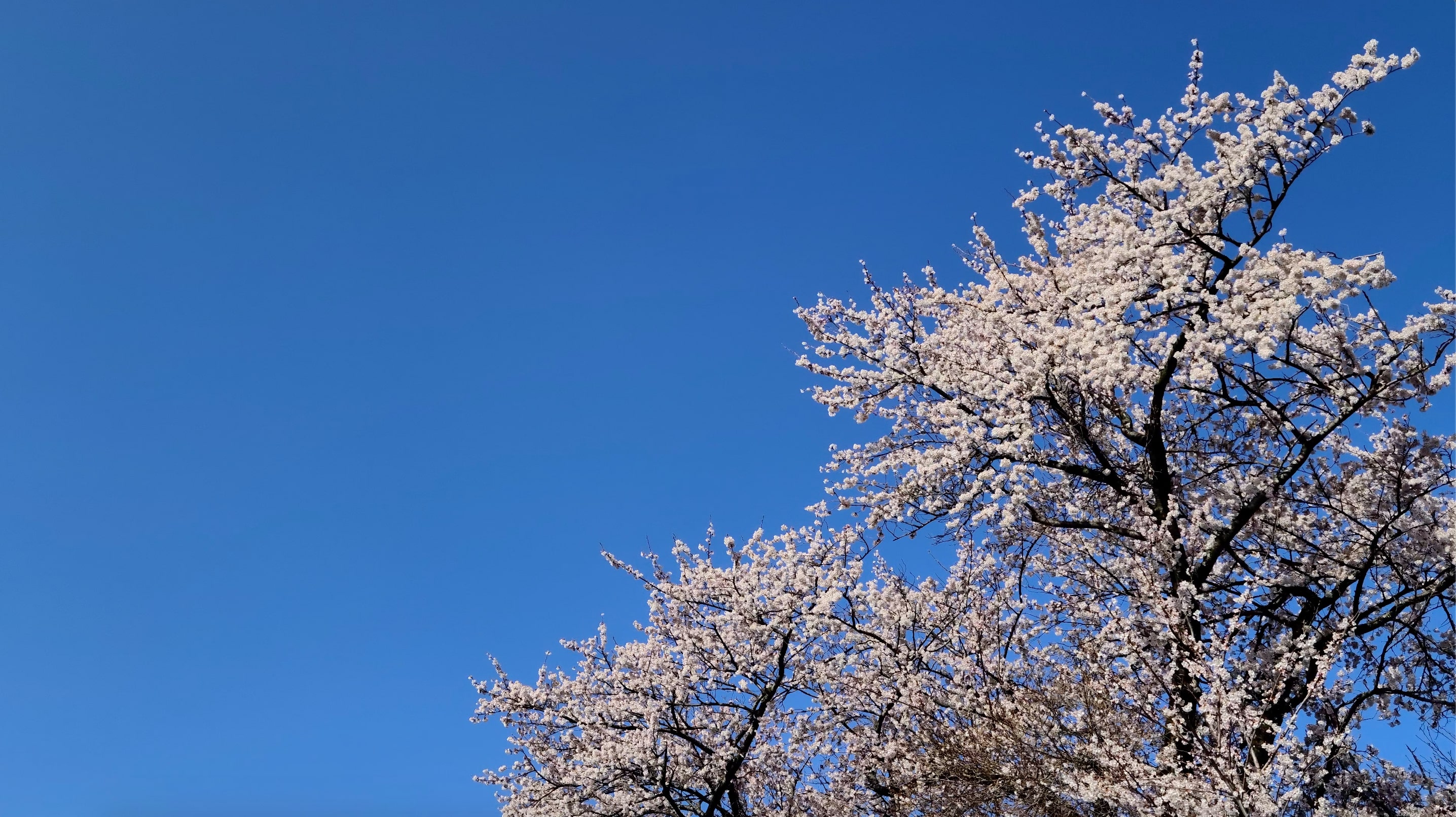 8K/4K映像/ハイビジョン映像素材集の桜の動画のキャプチャ