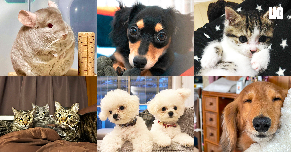 癒しをお届け！ LIG社員のかわいいペットたち14匹をご紹介します♡